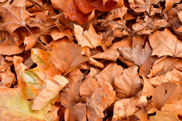istock Autumn leaves that fell to the ground. 1344862411