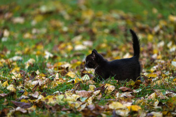 istock Lonely black kitten with its tail raised walks through field with yellow leaves 1344863309