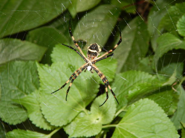 Argiope argentata or Silver Argiope An Argiope argentata or Silver Argiope spider building it's web in a rainforest in Port-of-Spain, Trinidad. It considered is a type of orb weaver spider. Phobia stock pictures, royalty-free photos & images