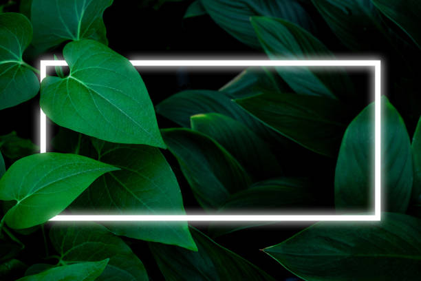 istock tropical leaves with white frame, natural green background 1344865047