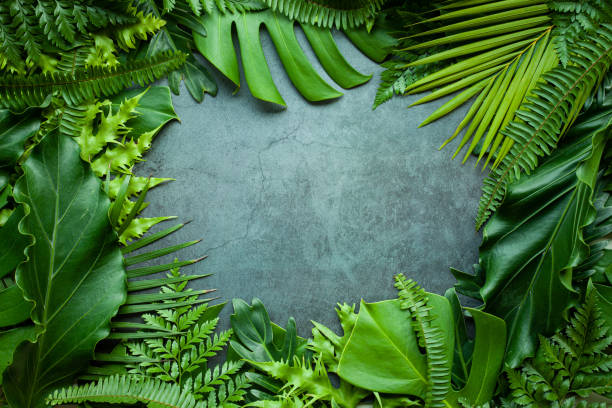 istock Creative nature layout made of tropical leaves 1344865094