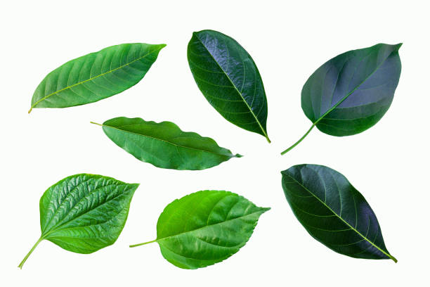 istock set of green tropical plant leaf isolated on white background 1344865312