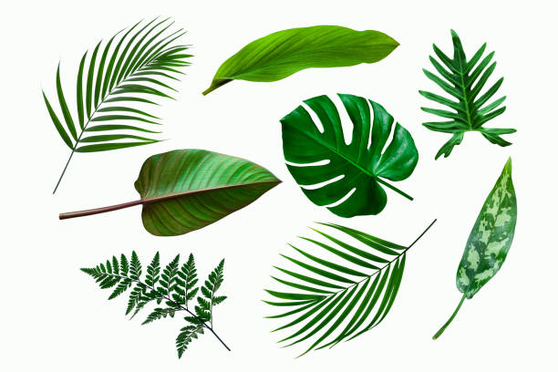 istock set of green tropical plant leaf isolated on white background 1344865314