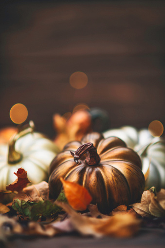 Thanksgiving day concept. Top view photo of table setting plate knife fork napkin vegetables pumpkins pattypan squash walnut acorn physalis rowan isolated dark wooden table background with copyspace