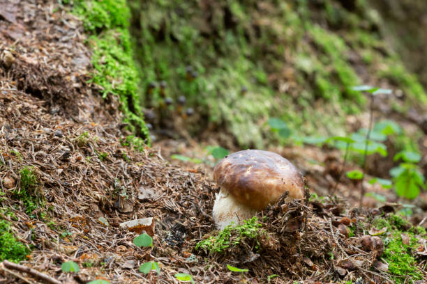 istock Boletus mushroom growing in natural environment 1344867254
