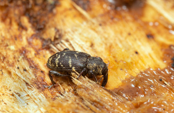 Large pine weevil, Hylobius abietis feeding on sap Closeup of a large pine weevil, Hylobius abietis feeding on sap. pine weevil hylobius abietis stock pictures, royalty-free photos & images