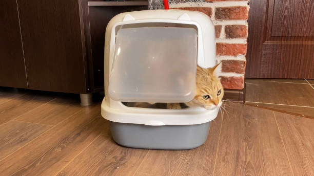 istock Cat coming out from Litter Box closed after defecation 1344868099