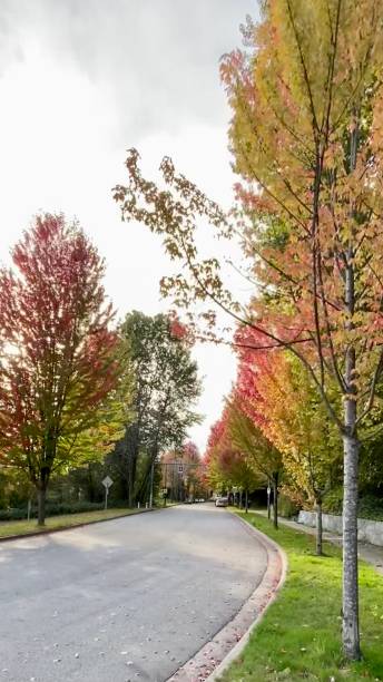istock Autumn fall leaves canada red symbol maple leaves falling Halloween leafs 1344869151