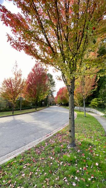 istock Autumn fall leaves canada red symbol maple leaves falling Halloween leafs 1344869154