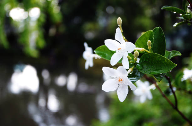 istock Beautiful flowers after the rain 1344869869