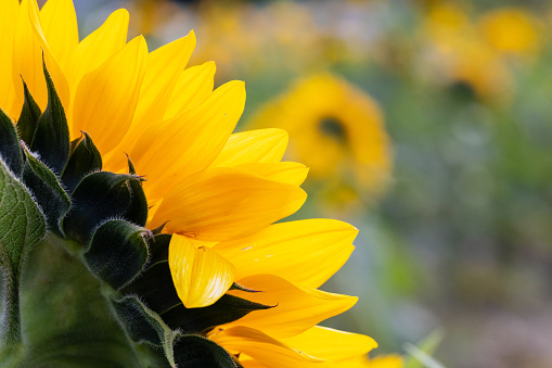 A close-up of the back side of a sunflower in a field of sun flowers. This sunflower has one petal pointing down towards the ground.