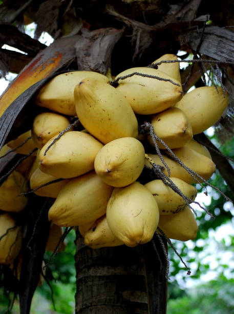 istock yellow coconut fruits on the tree 1344872693