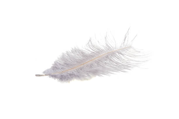 istock fluffy feather in gray color isolated on the white 1344873383