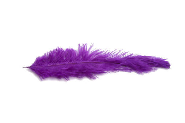 istock fluffy feather in purple color isolated on the white 1344873509