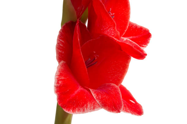 istock beautiful bright gladiolus flower isolated on white 1344874454