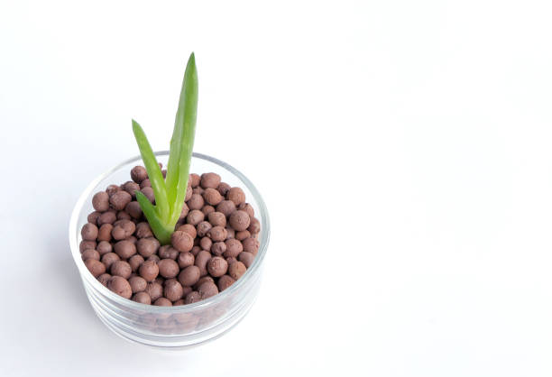 Aloe plant in glass pot.