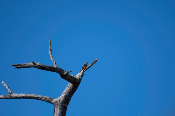 Great spotted woodpecker perching at the top of the tree