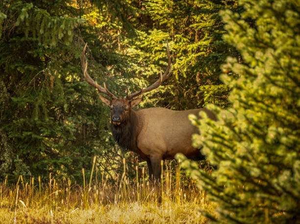 istock View of large bull elk looking  at camera in autumn 1344877330