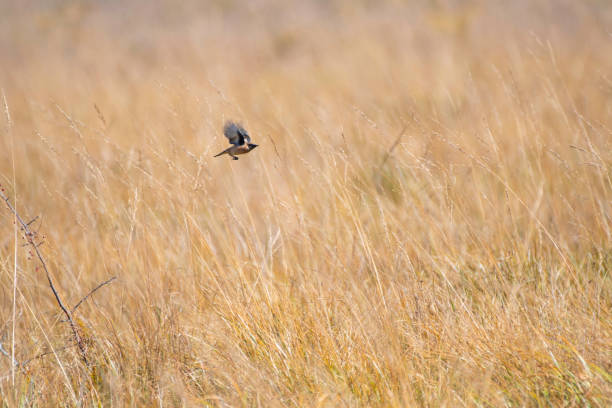 Stonechat flying over the autumnal field