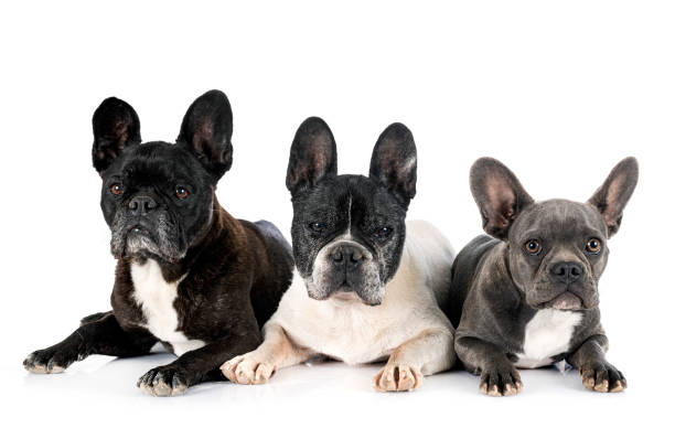 istock french bulldogs 1344878981