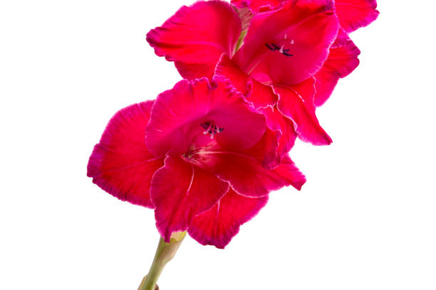 istock beautiful bright pink gladiolus flower isolated on white 1344880014