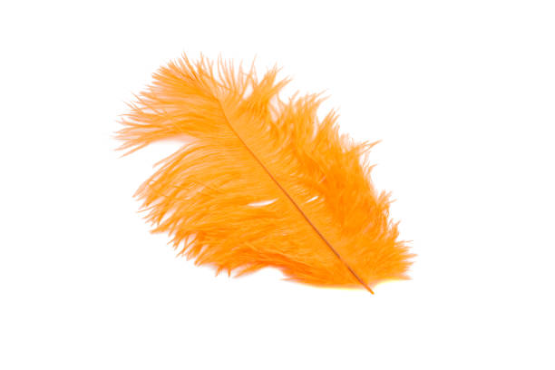 istock fluffy feather in orange color isolated on the white 1344880817