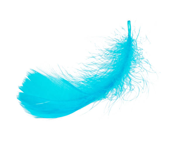 istock Elegant light blue feather beautiful isolated on he white background 1344882507