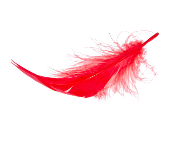 istock Elegant red feather beautiful isolated on he white background 1344882587