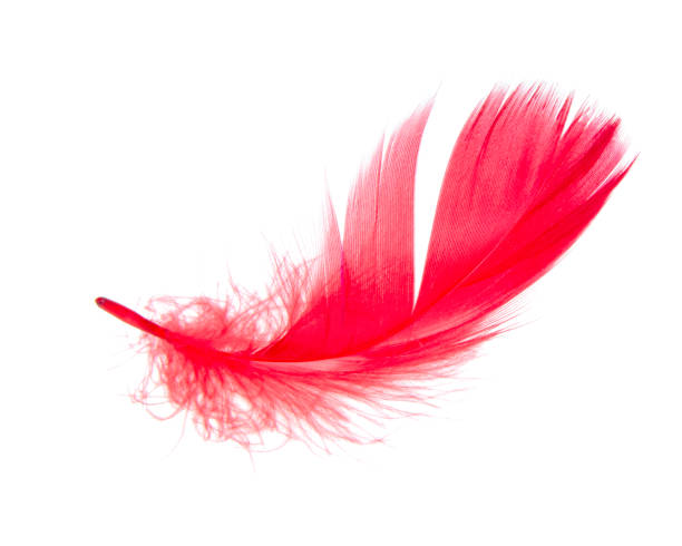 istock Elegant red feather beautiful isolated on he white background 1344884977