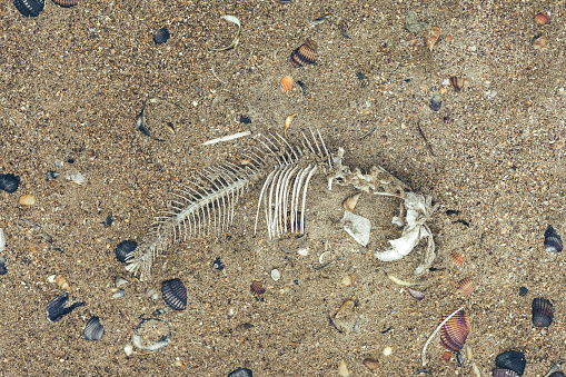 fish skeleton on a sandy shore