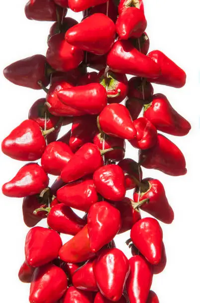 Photo of Hanging bunch of Piquillo peppers