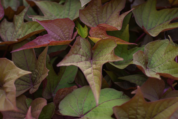 Ipomoea leaves texture. Purple-green foliage of autumn Ipomoea batatas close-up. Abstract natural bright background for design. Growing organic sweet garden potatoes. Decorative healthy vegetable.