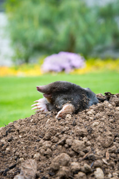 istock Mole peeking from the mole hill in the garden 1344889965