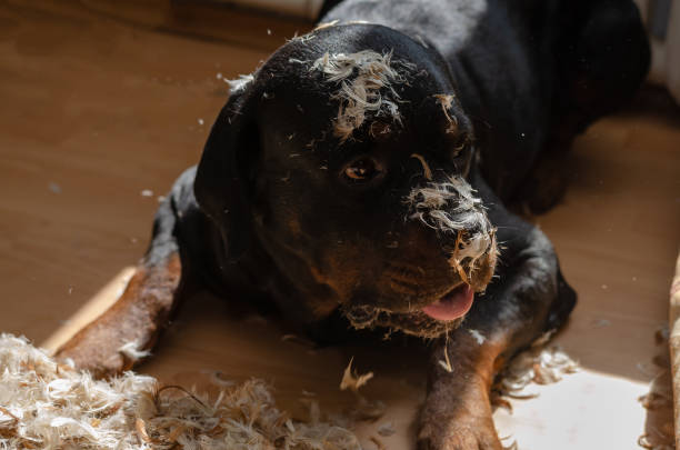 un animal de compagnie a déchiré un oreiller en plumes. un chien mâle rottweiler est allongé sur le - dog home interior loneliness destruction photos et images de collection