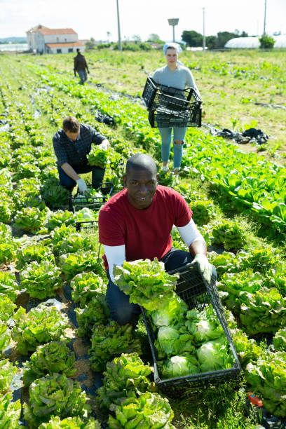 istock Lettuce harvesting process on the plantation 1344891191