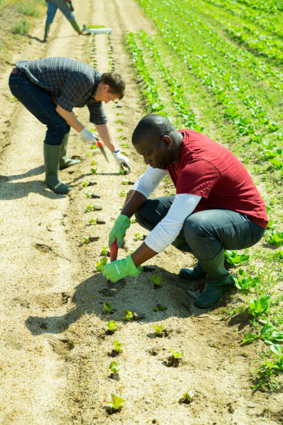 istock African american man gardener planting cabbage seedlings 1344891213