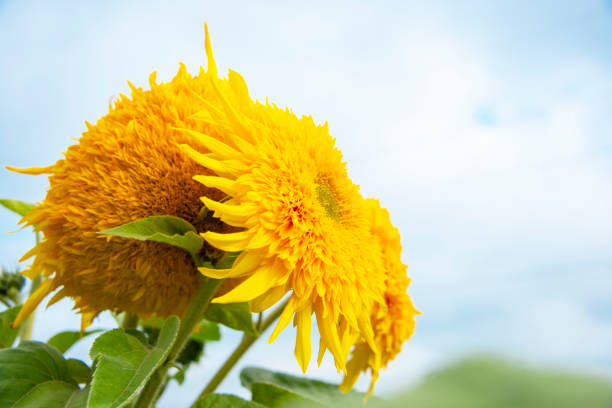 Blossom beautiful bright sunflower head yellow plant
