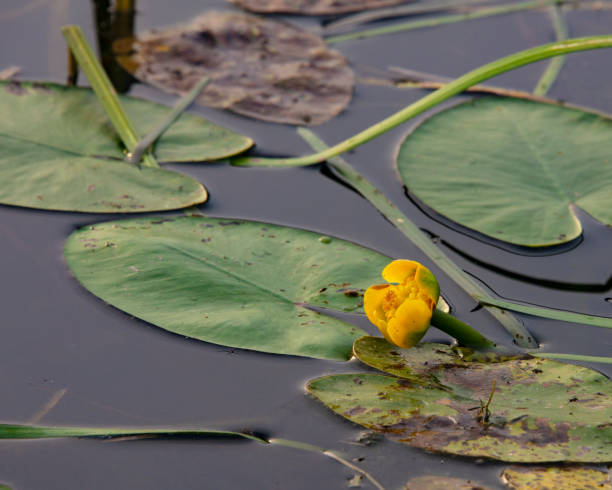 istock Waterlily in lake single beautiful blooming yelow color 1344891772