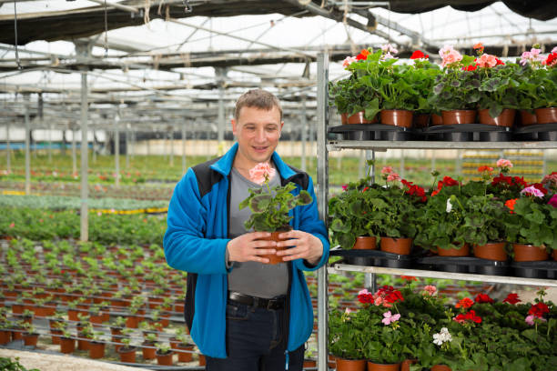 istock Worker taking care of cranesbill flowers 1344892412