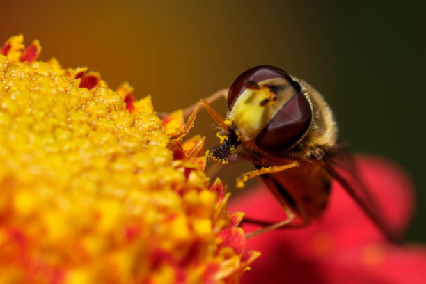 insetto mosca hoverfly su un crisantemo - hoverfly nature white yellow foto e immagini stock