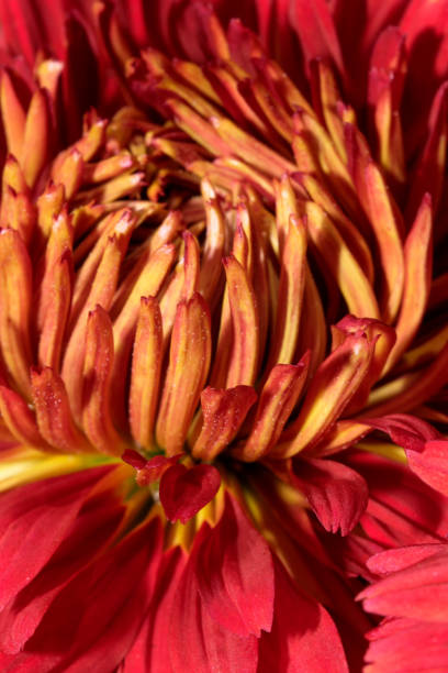 istock Garden varietal decorative chrysanthemum 1344893598