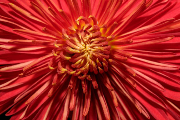 istock Garden varietal decorative chrysanthemum 1344893797