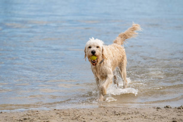 white labradoodle dog walks on the water's edge. the dry dog walks half on the sandy beach and half in the water, tail up. - dog tail shaking retriever imagens e fotografias de stock
