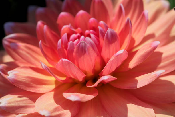 istock Garden dahlia flower blooms 1344894735