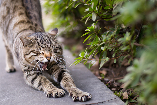 Brown Tabby cat yawning while stretching