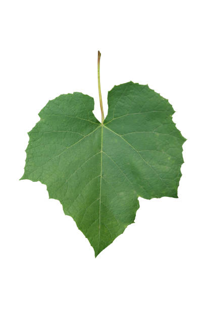 istock Green leaf of grapes. 1344894961