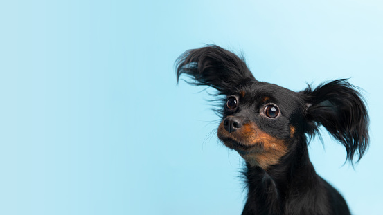 banner Close up portrait of black young cute russian toy terrier puppy dog looking front on blue background with copy space.
