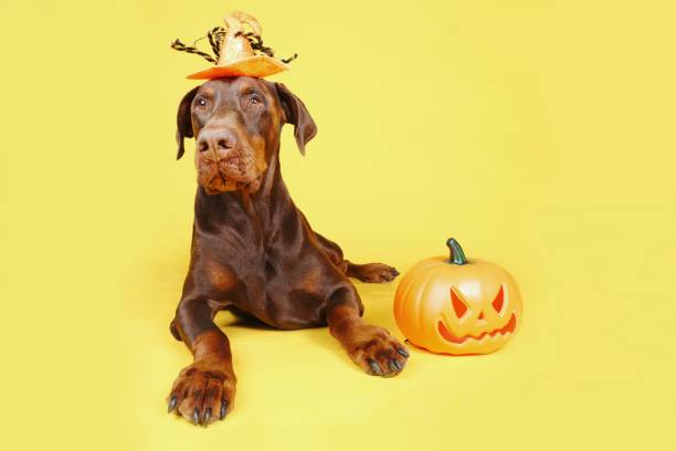 istock halloween dogs card 1344895281
