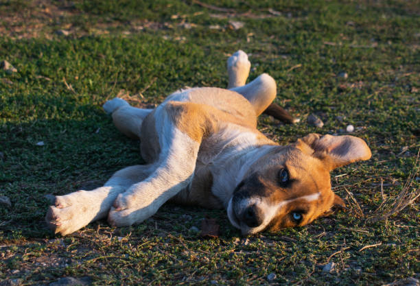 istock The abandoned puppy is playing. 1344896177