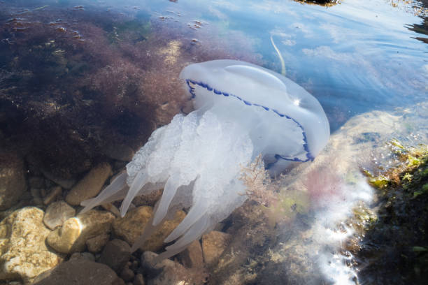 istock Medusa stomolophus meleagri 1344896187